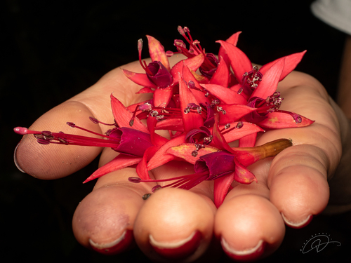 Bahia Fuchsia (Fuchsia regia)