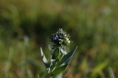 Linaria micrantha