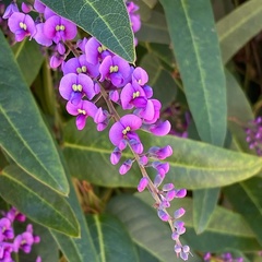 Hardenbergia