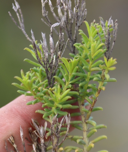 Pteronia uncinata, photograph 4