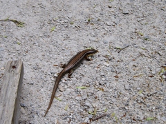 Plestiodon obsoletus