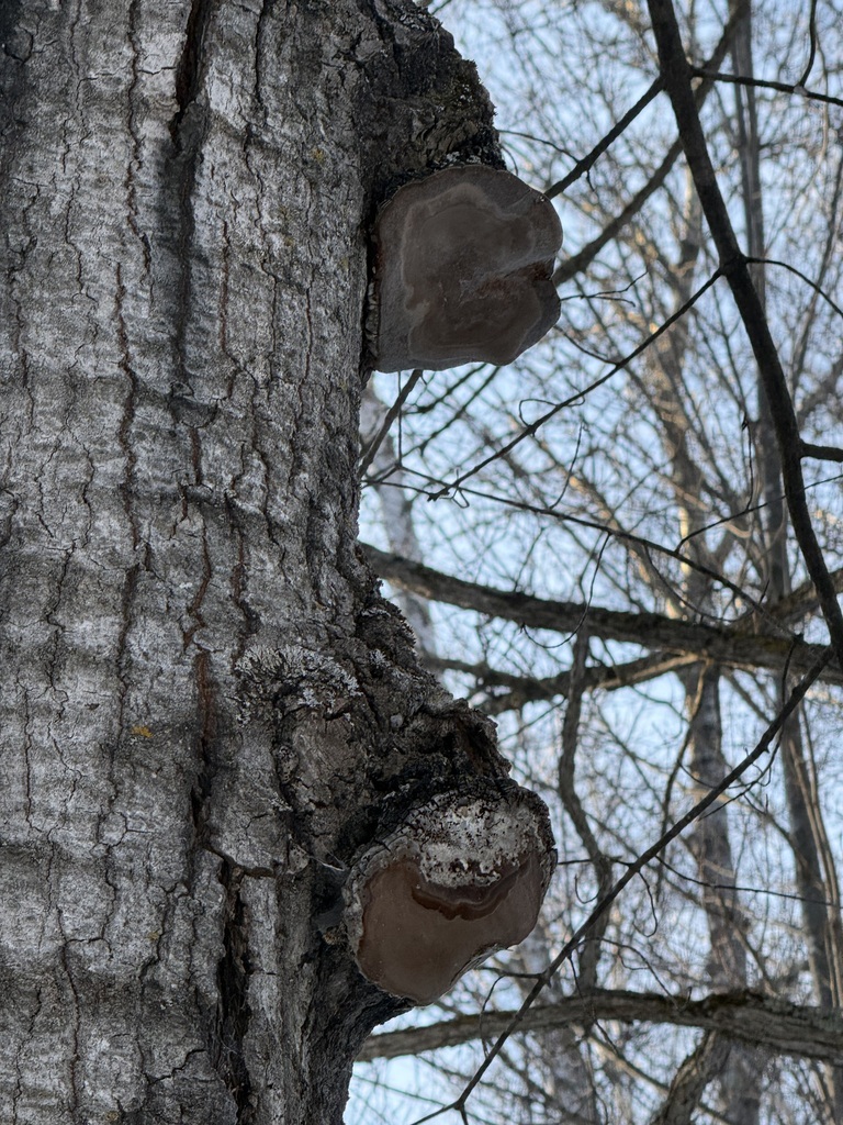 Phellinus tremulae · February 2026 · photo: © tanner-lichens-shrooms (iNaturalist, cc-by)