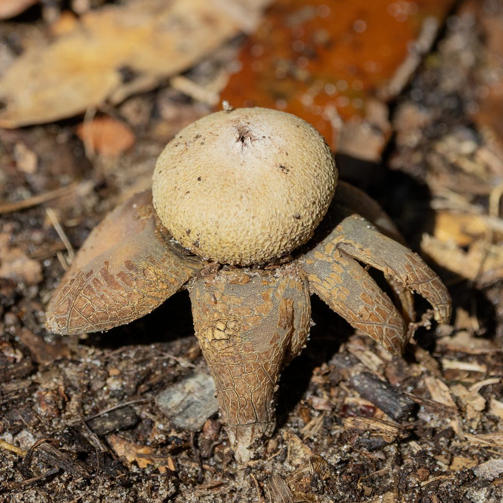 Astraeus morganii · February 2026 · photo: © kodiakgarden (iNaturalist, cc0)