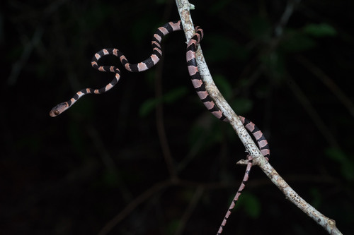 Yucatán Blunthead Snake, Imantodes tenuissimus