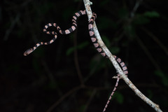 Yucatan Blunthead Snake photo 5