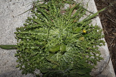 Hyoseris scabra