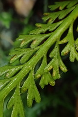 Asplenium prolongatum