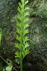 Asplenium prolongatum