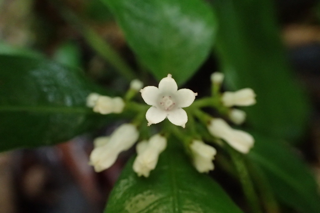 Ophiorrhiza pumila (Ophiorrhiza pumila)