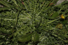 Hyoseris scabra