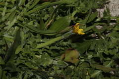 Hyoseris scabra