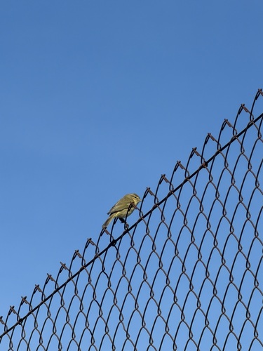 Avistamiento Mosquitero Común