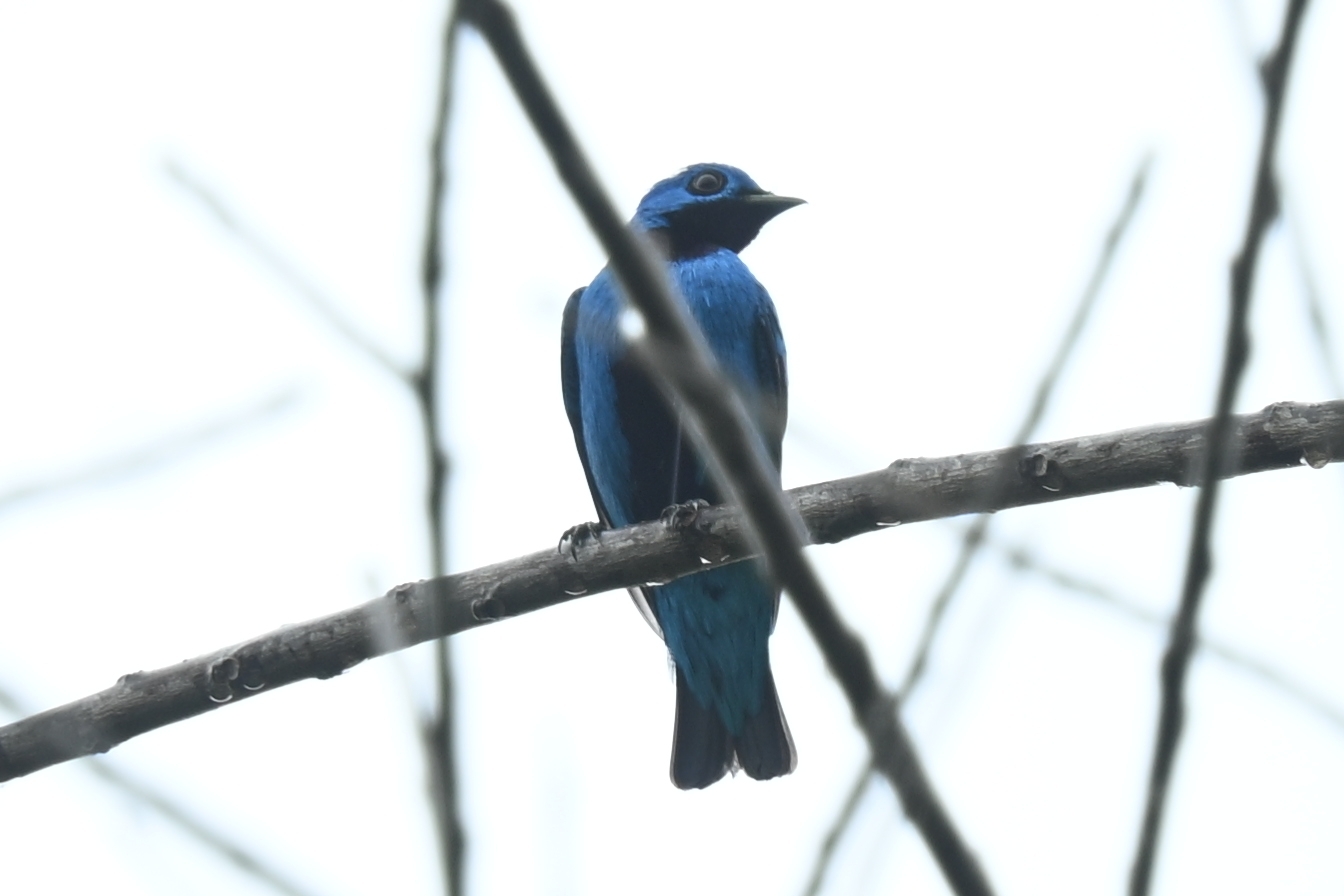 Blue Cotinga (Cotinga nattererii), photo 2