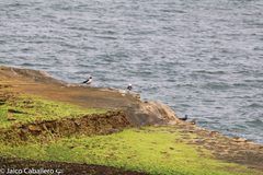 Larus belcheri
