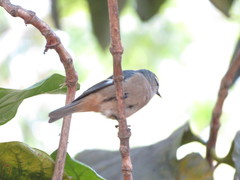 Conirostrum cinereum