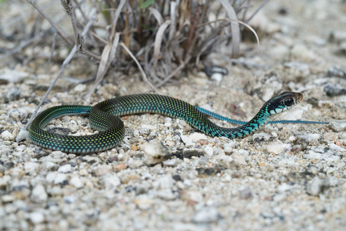 Central American Speckled Racer, Drymobius margaritiferus