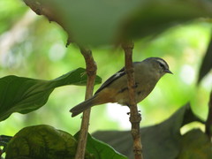 Conirostrum cinereum