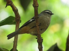 Conirostrum cinereum