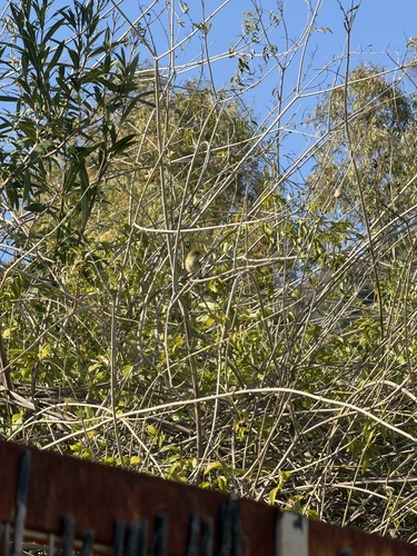Avistamiento Mosquitero Común