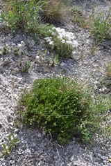 Asperula tephrocarpa