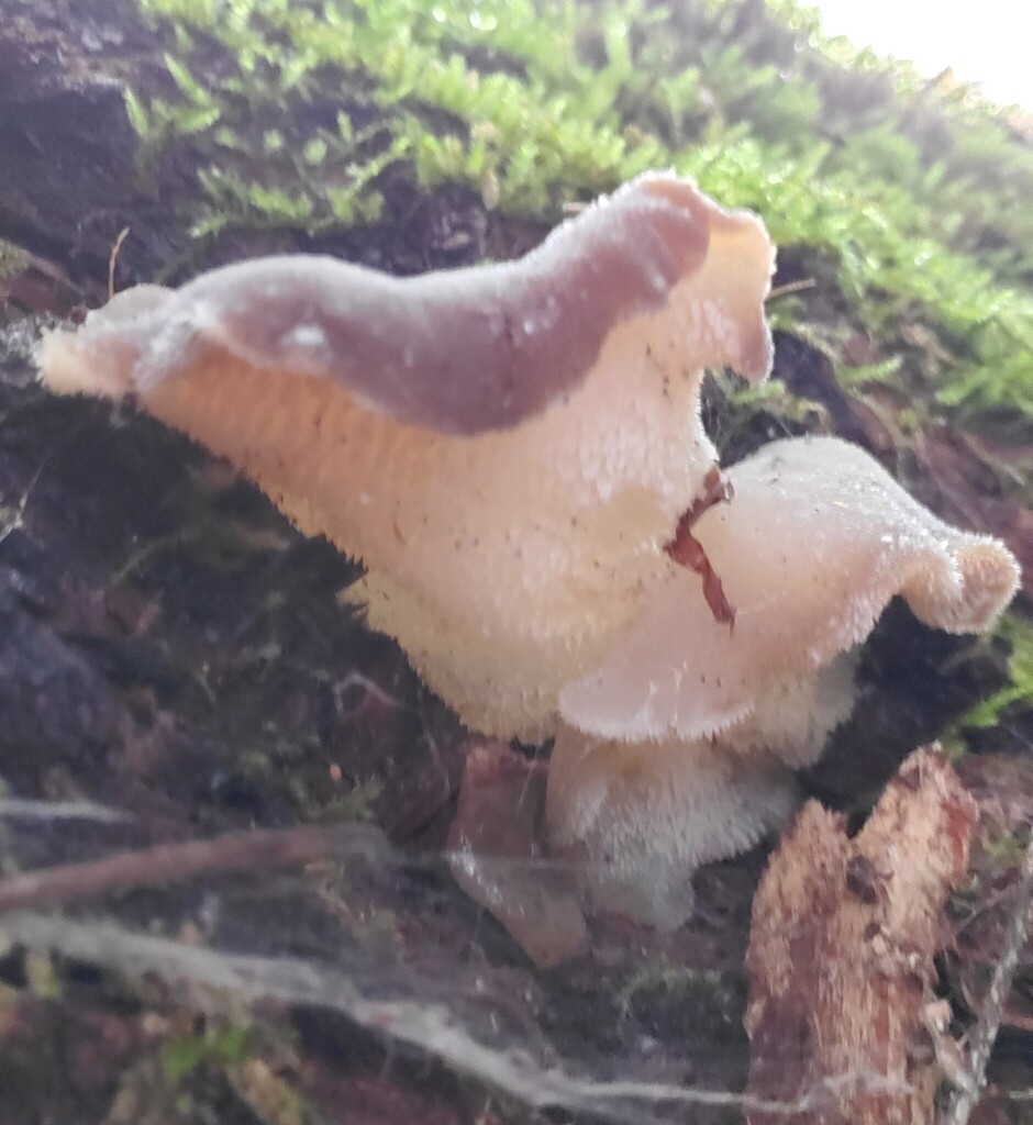 Pseudohydnum gelatinosum · February 2026 · photo: © arlenedevitt (iNaturalist, cc-by)