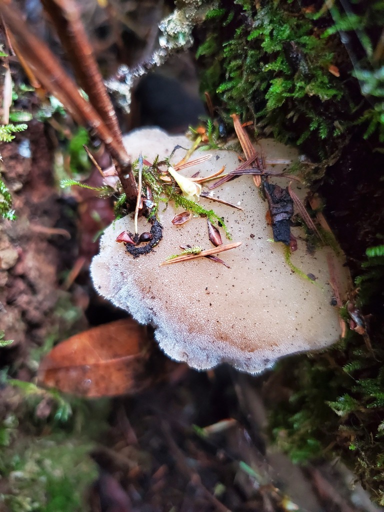 Pseudohydnum gelatinosum