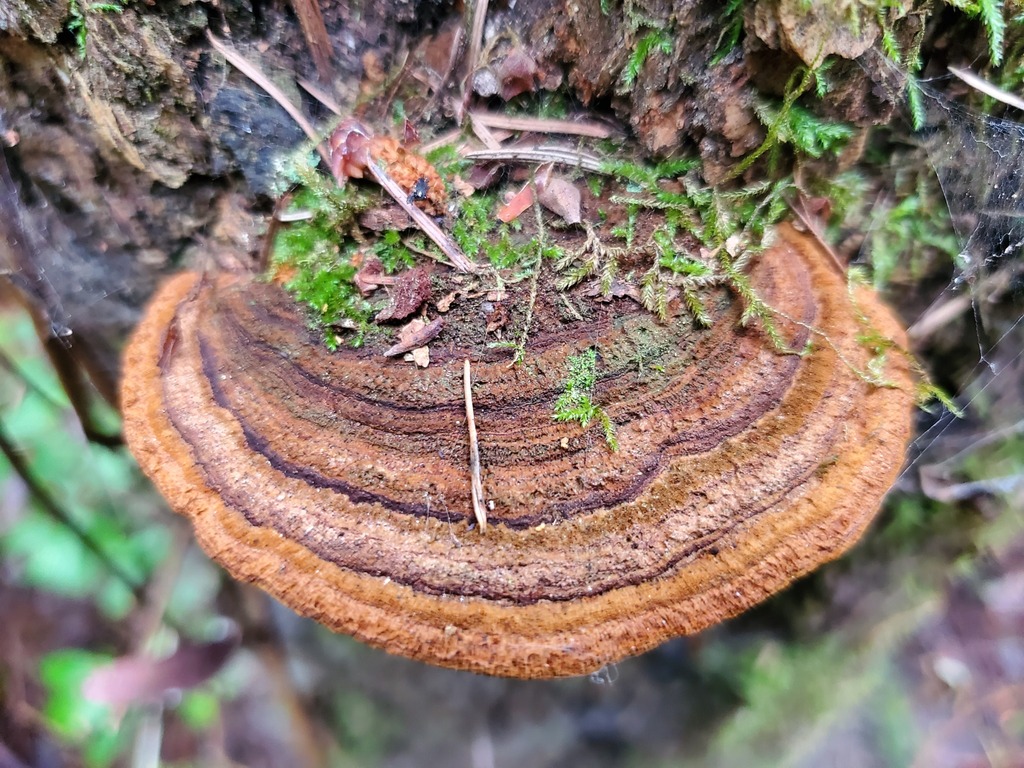 Porodaedalea pini · February 2026 · photo: © arlenedevitt (iNaturalist, cc-by)