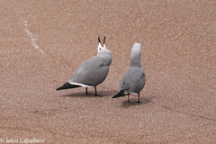 Leucophaeus modestus