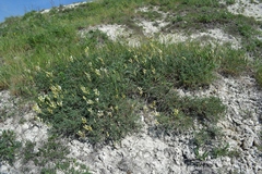 Astragalus albicaulis