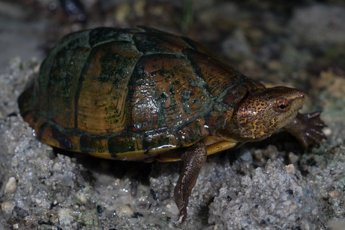 Tabasco Mud Turtle