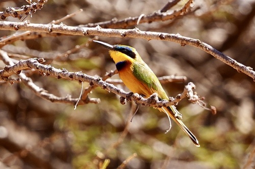Merops pusillus cyanostictus