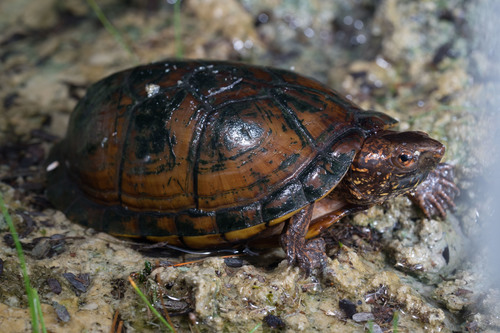 Tabasco Mud Turtle