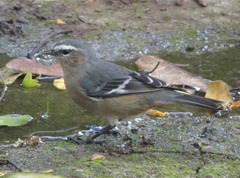 Conirostrum cinereum