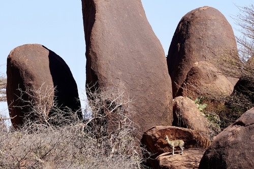 Somali Klipspringer