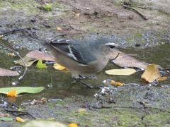 Conirostrum cinereum