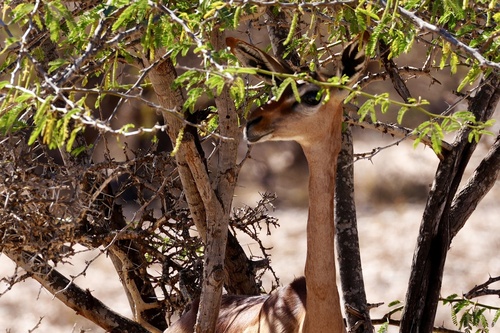 Northern Gerenuk