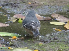 Conirostrum cinereum