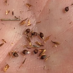 Rhynchospora fascicularis