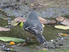 Conirostrum cinereum