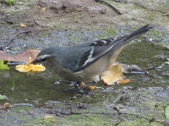 Conirostrum cinereum