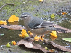 Conirostrum cinereum