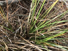 Rhynchospora fascicularis