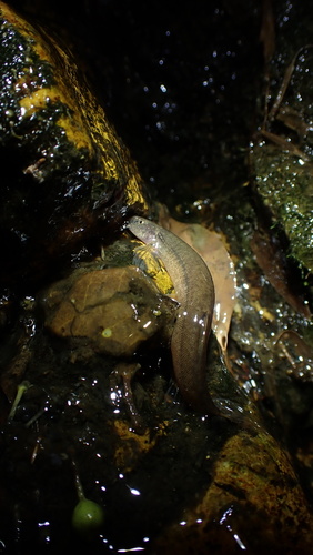 Flathead loach (Oreonectes platycephalus) — Nemacheilidae