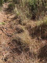 Rhynchospora fascicularis