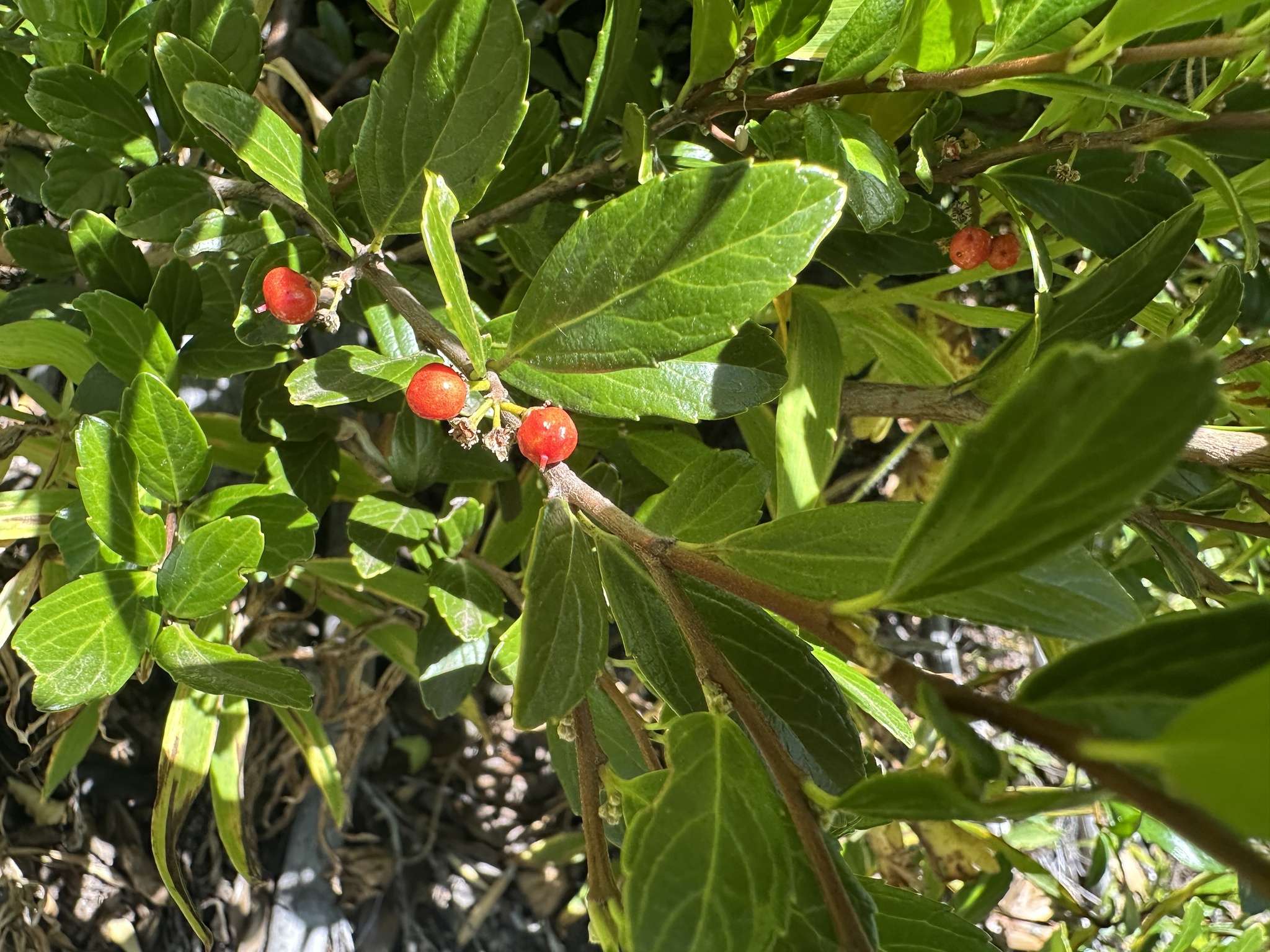 Azara alpina