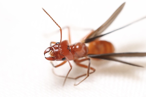 Azteca pilosulaAzteca pilosula
