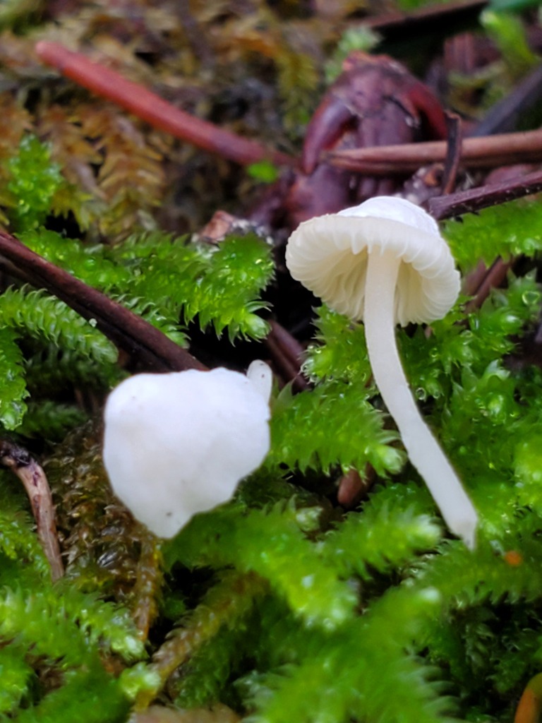 Hemimycena lactea · February 2026 · photo: © arlenedevitt (iNaturalist, cc-by)