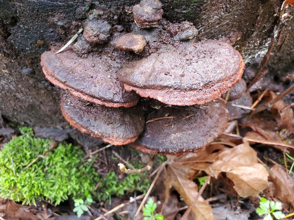 Fomitopsis cajanderi · February 2026 · photo: © arlenedevitt (iNaturalist, cc-by)