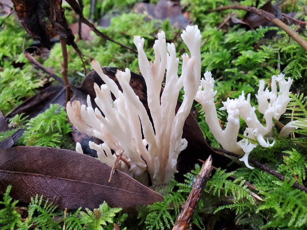 Clavulina rugosa · February 2026 · photo: © arlenedevitt (iNaturalist, cc-by)