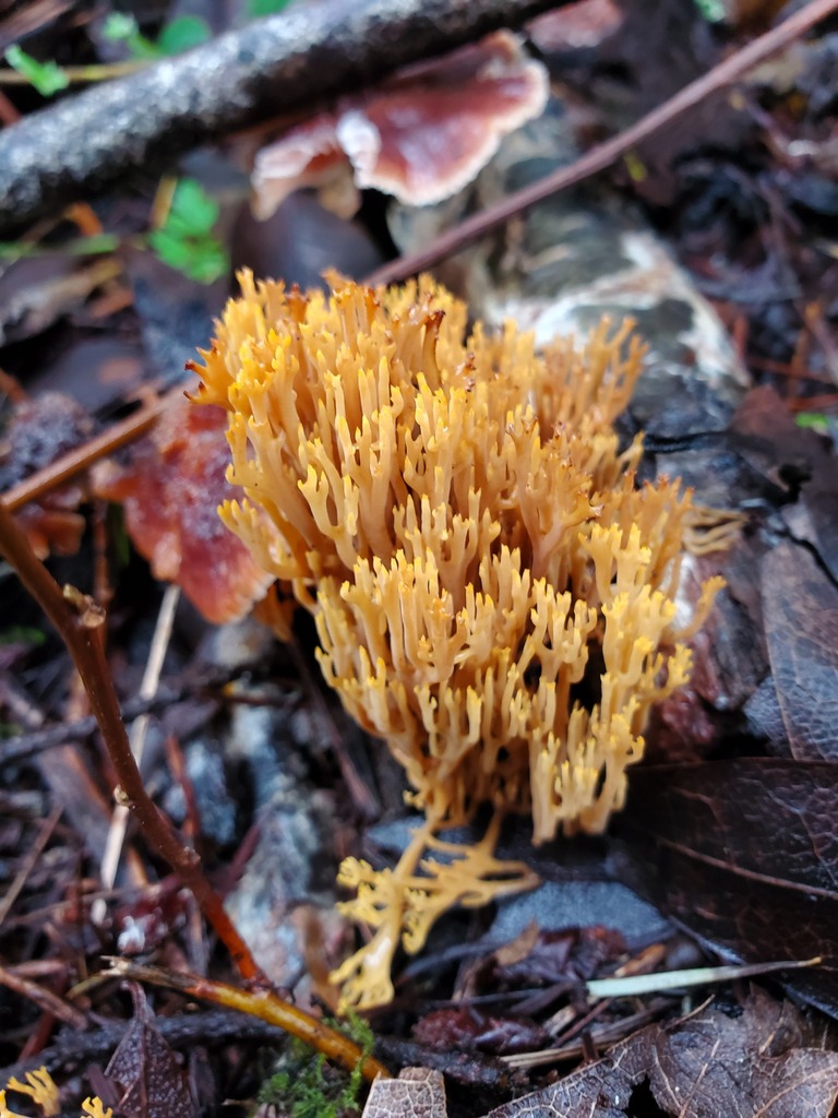 Phaeoclavulina myceliosa · February 2026 · photo: © arlenedevitt (iNaturalist, cc-by)